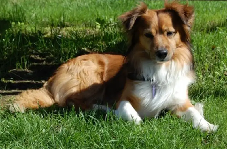 Corgi/Sheltie Mix dog lying on the green grass under the sun