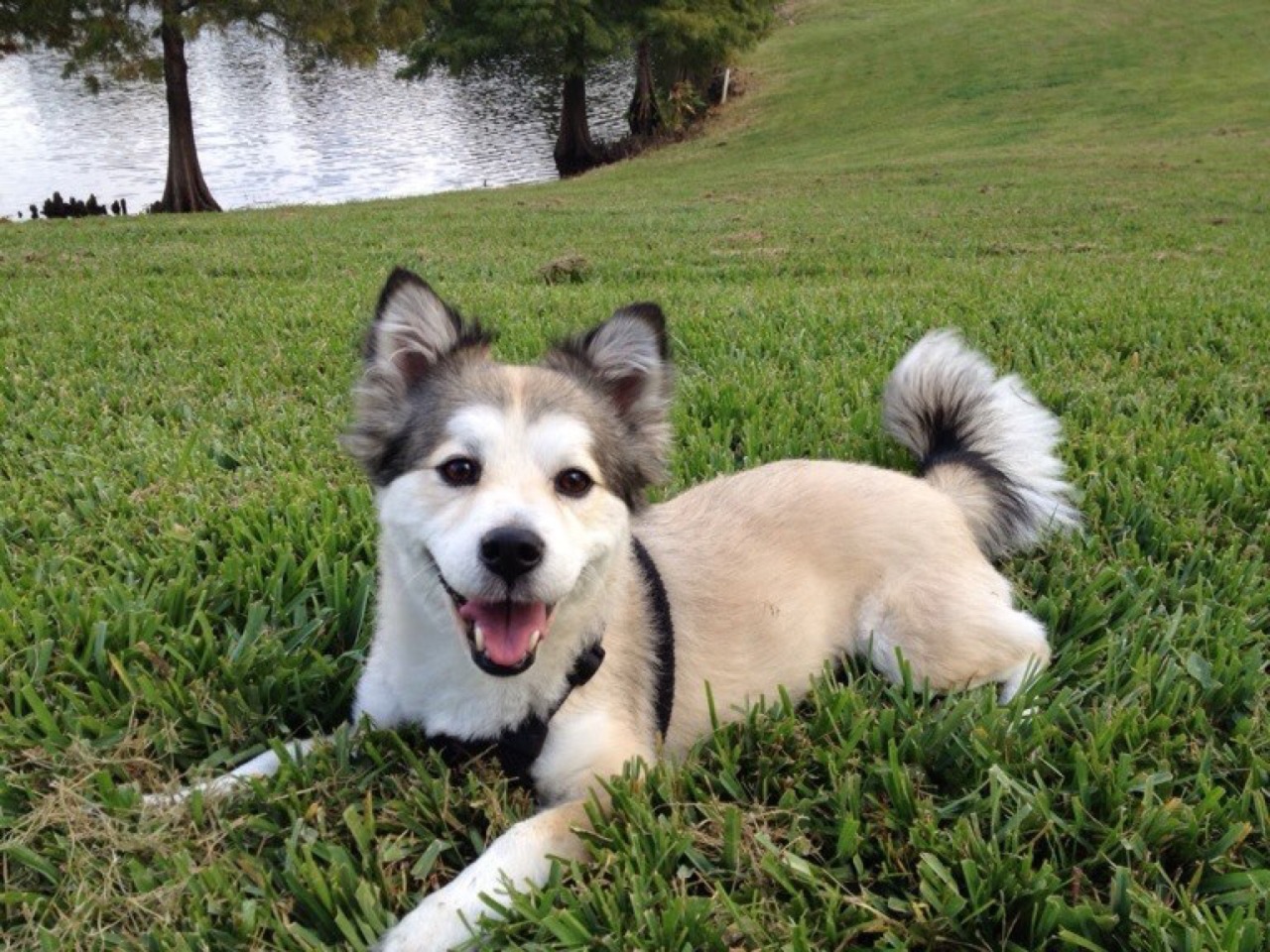 smiling Corgi/Siberian Husky Mix dog lying on the green grass by the lake
