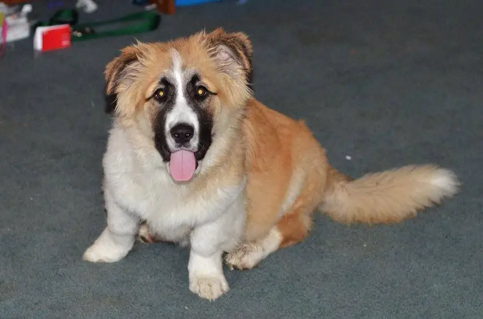 A Corgi St Bernard Mix sitting on the floor with its tongue out