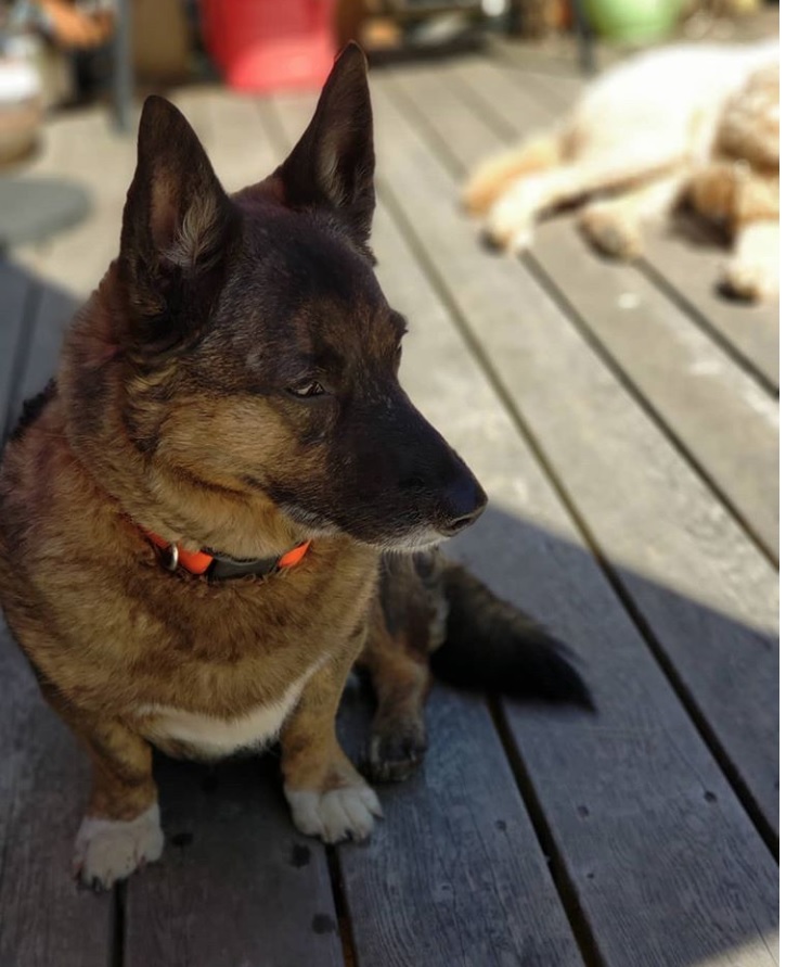 A Corgi Swedish Vallhund Mix sitting on the wooden floor