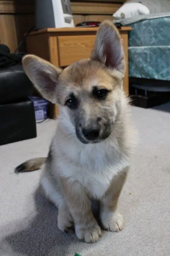 A Corgi German Shepherd mix puppy sitting on the floor with its sad face