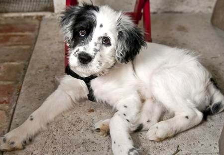 A Dalmatian and Golden Retriever cross breed puppy lying on the floor with its sad face