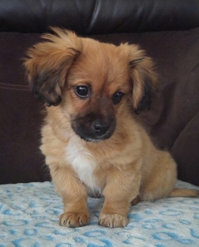 Pomeranian Dachshund mix puppy sitting on the couch