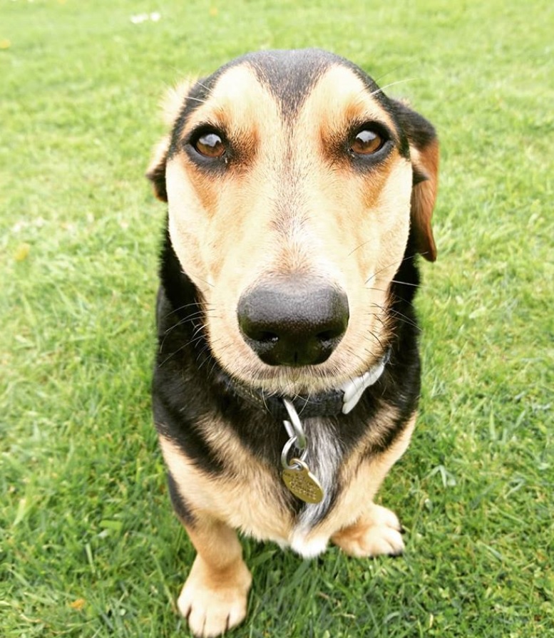 Pembroke Welsh Corgi Dachshund mix or Dorgi dog sitting on the green grass