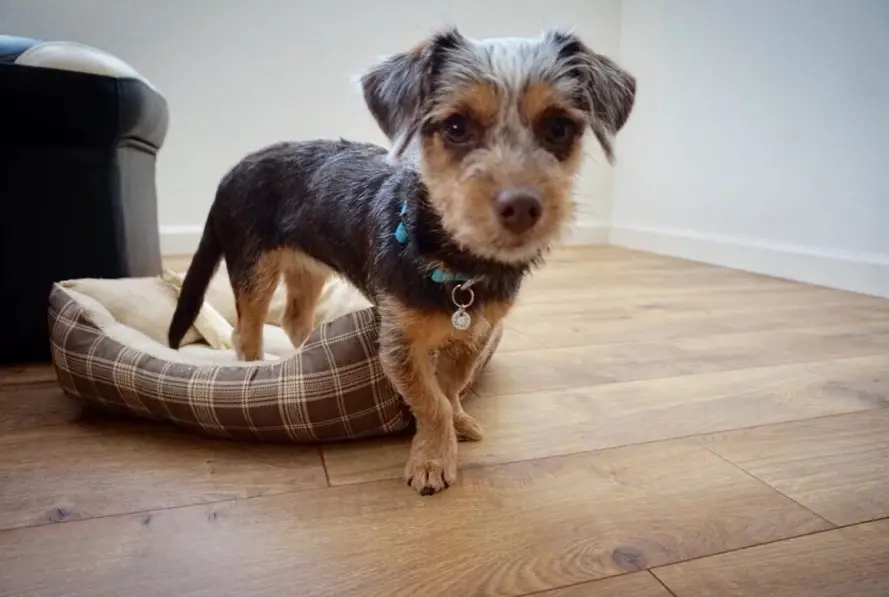 Dorkie or Yorkshire Terrier Dachshund mixed dog walking from its bed