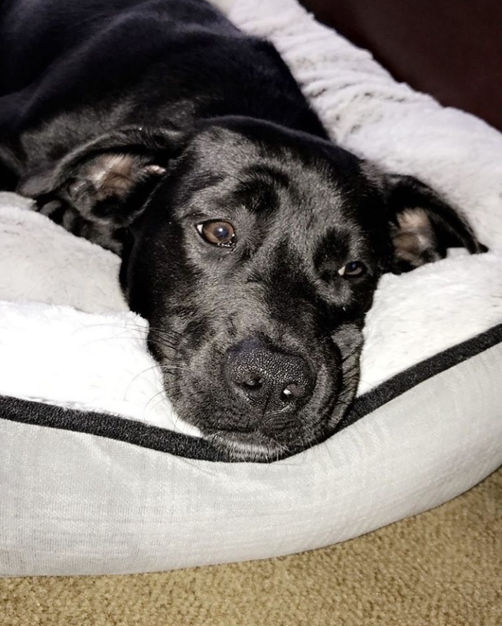 black Dox-Bull resting on its bed