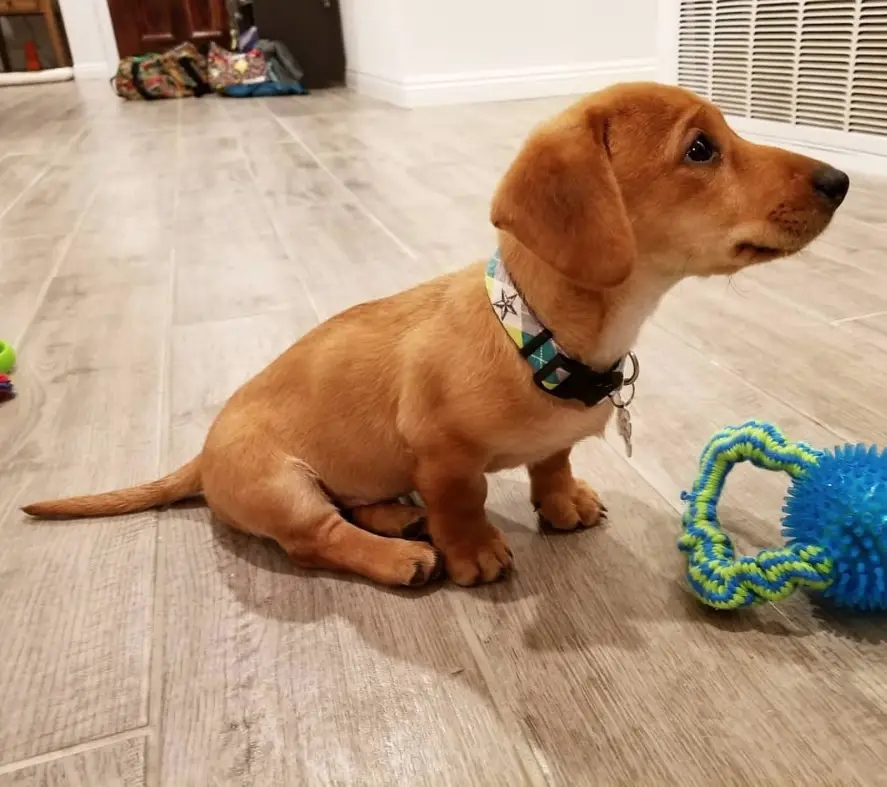 Doxador or Labrador Retriever Dachshund mix dog sitting on the floor with its toy