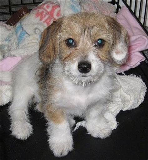 Dachshund Bichon Frise mix or Doxie-Chon on its bed