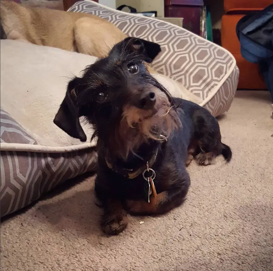 Dachshund Scottish Terrier mix or Doxie Scot lying on the floor beside its bed while looking up and tilting its head