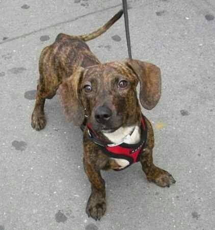 DoxiePit or Pit Bull Dachshund mix dog taking a walk outdoors