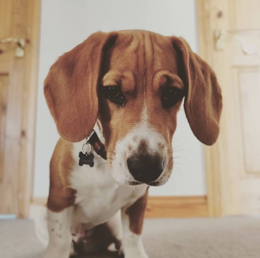 Beagle Dachshund mixed dog sitting on the floor with its sad eyes