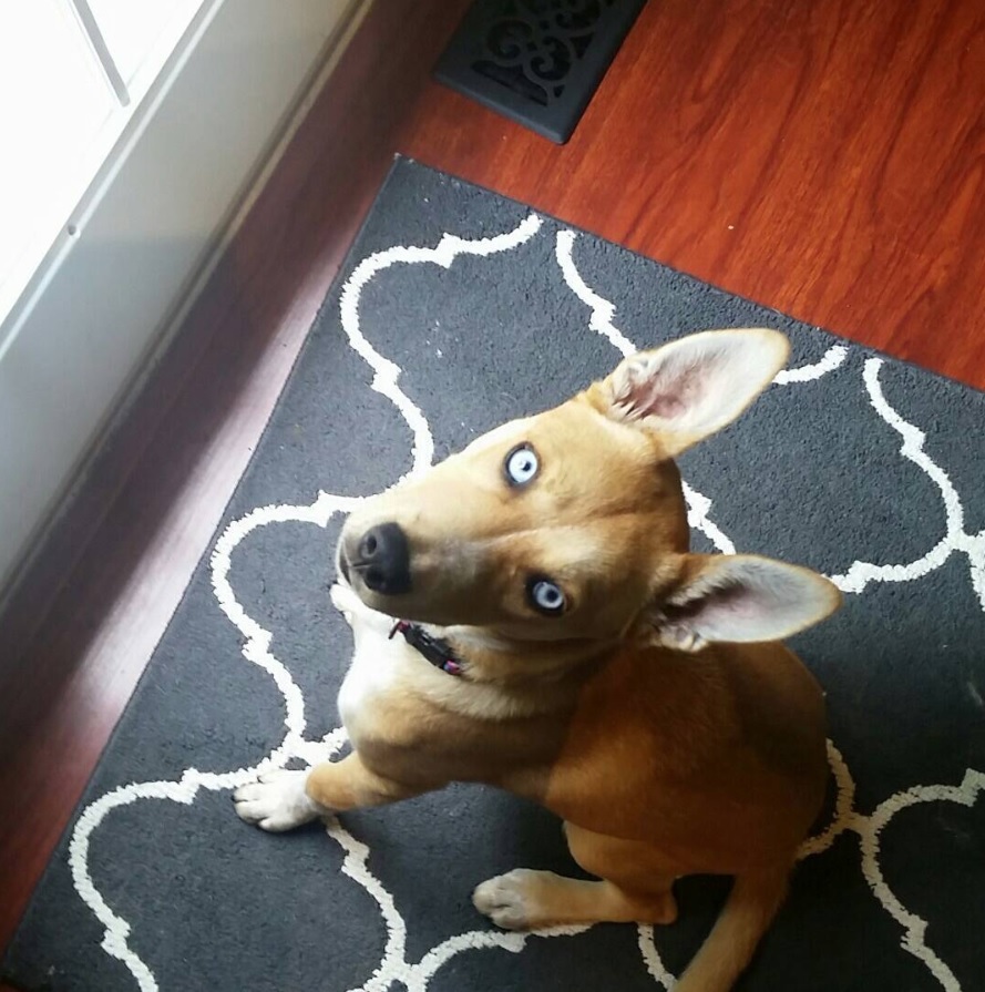 Dusky with blue eyes sitting on the carpet