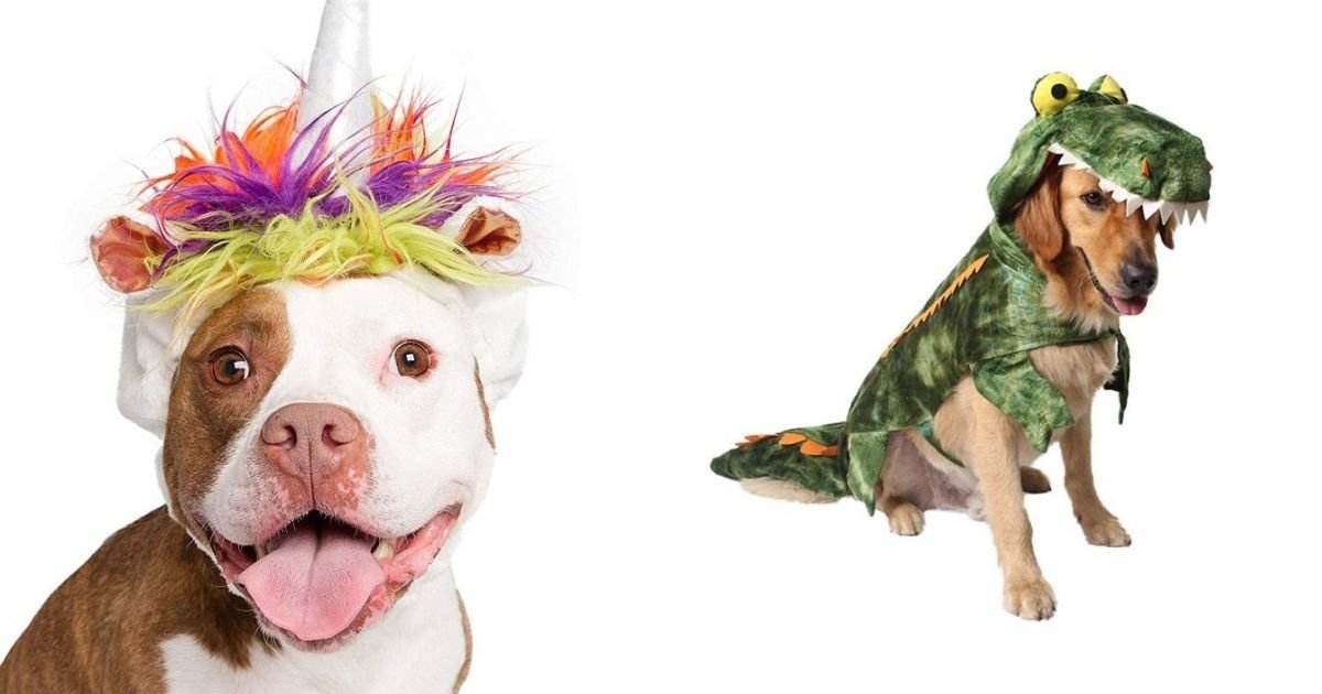 18 Best Large Dog Halloween Costumes The Paws