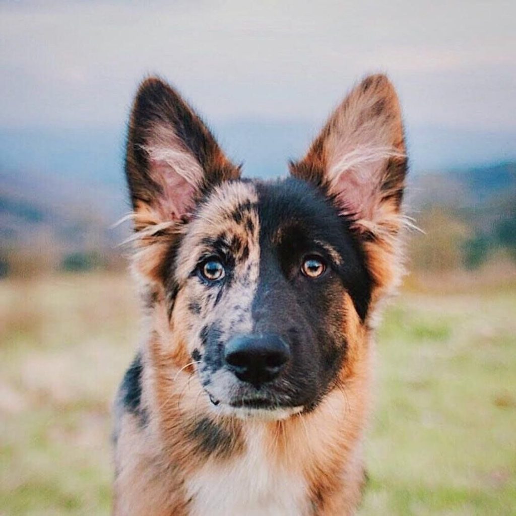 40 Dogs Mixed With German Shepherd The Paws