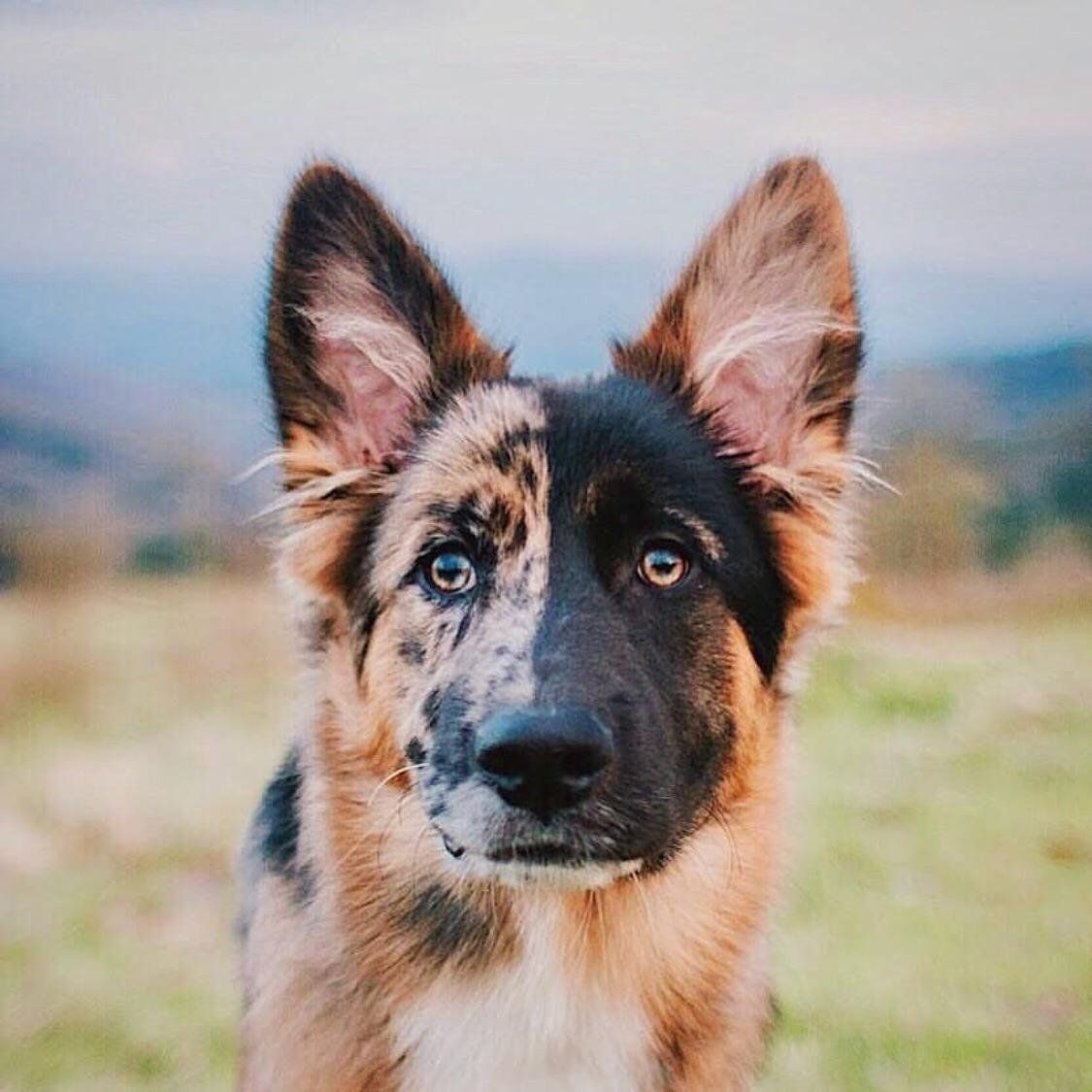 German Australian Shepherd. with half of its face is black and the other half is tan with black dots