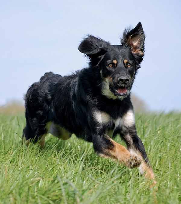 German Shepherd mixed with Bernese Mountain Dog running in the field of green grass