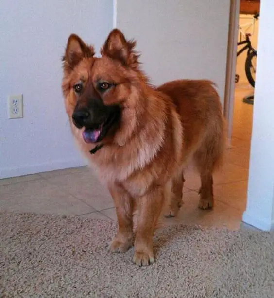 German Shepherd mixed with Chow Chow dog
