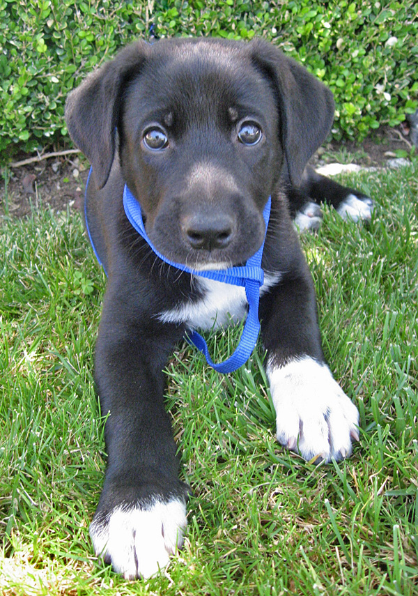 German Shepherd mixed with labrador puppy lying on the green grass