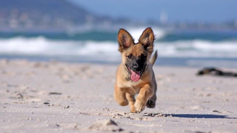 A Corgi German Shepherd mix happily running in the sand at the beach