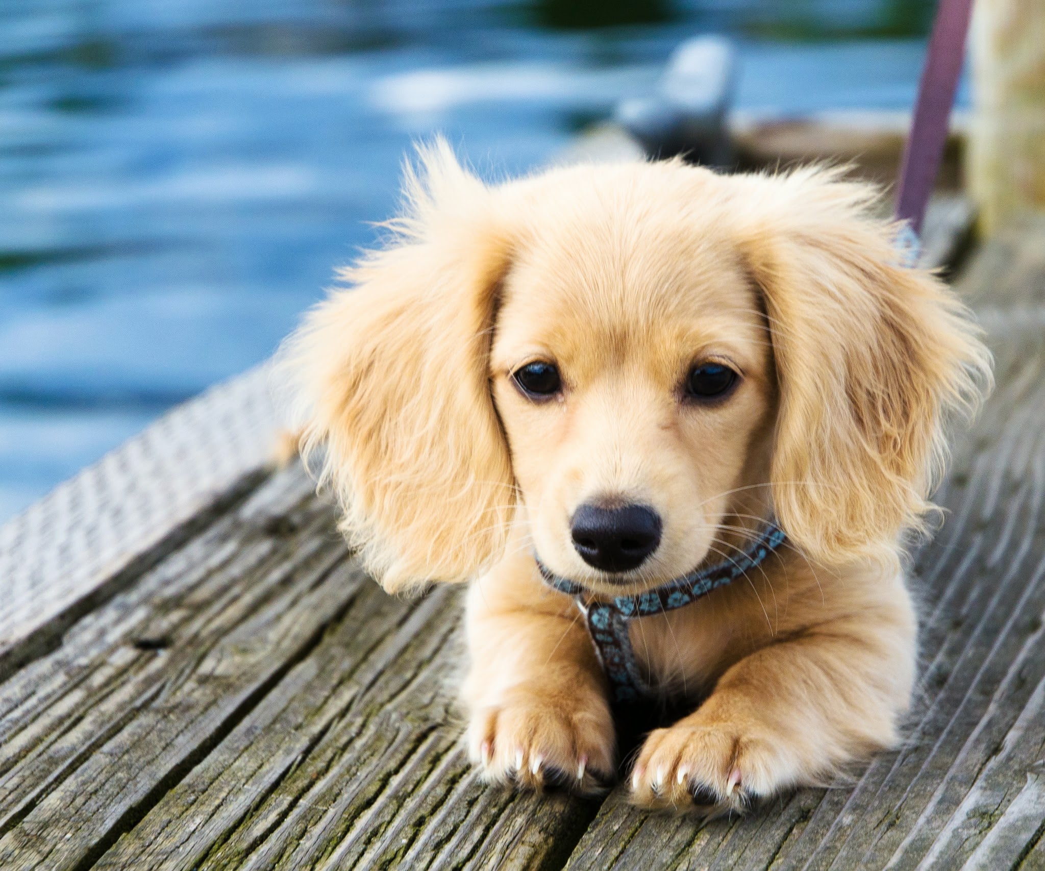 Dachshund Golden Retriever mix puppy lying on the wooden floor by the pool