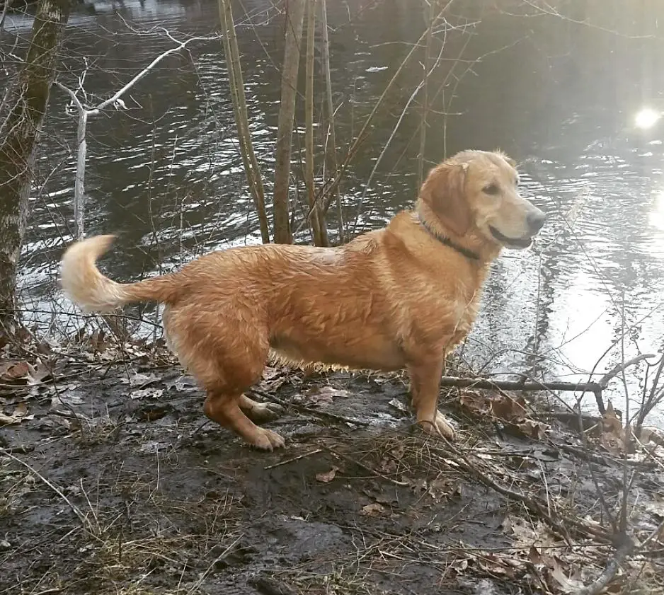 A Golden Retriever and Basset Hound mix standing by the river