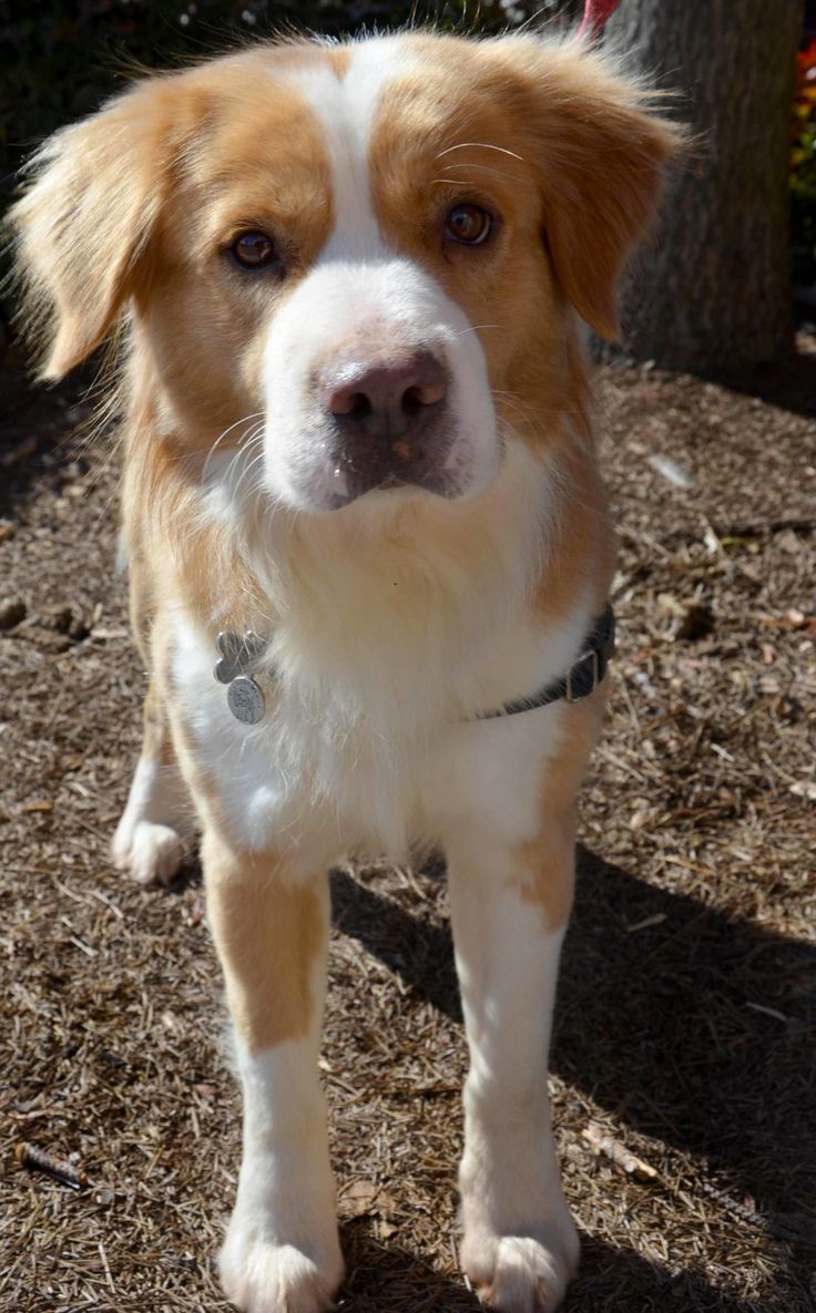 Border Collie Golden Retriever Mix standing on the ground