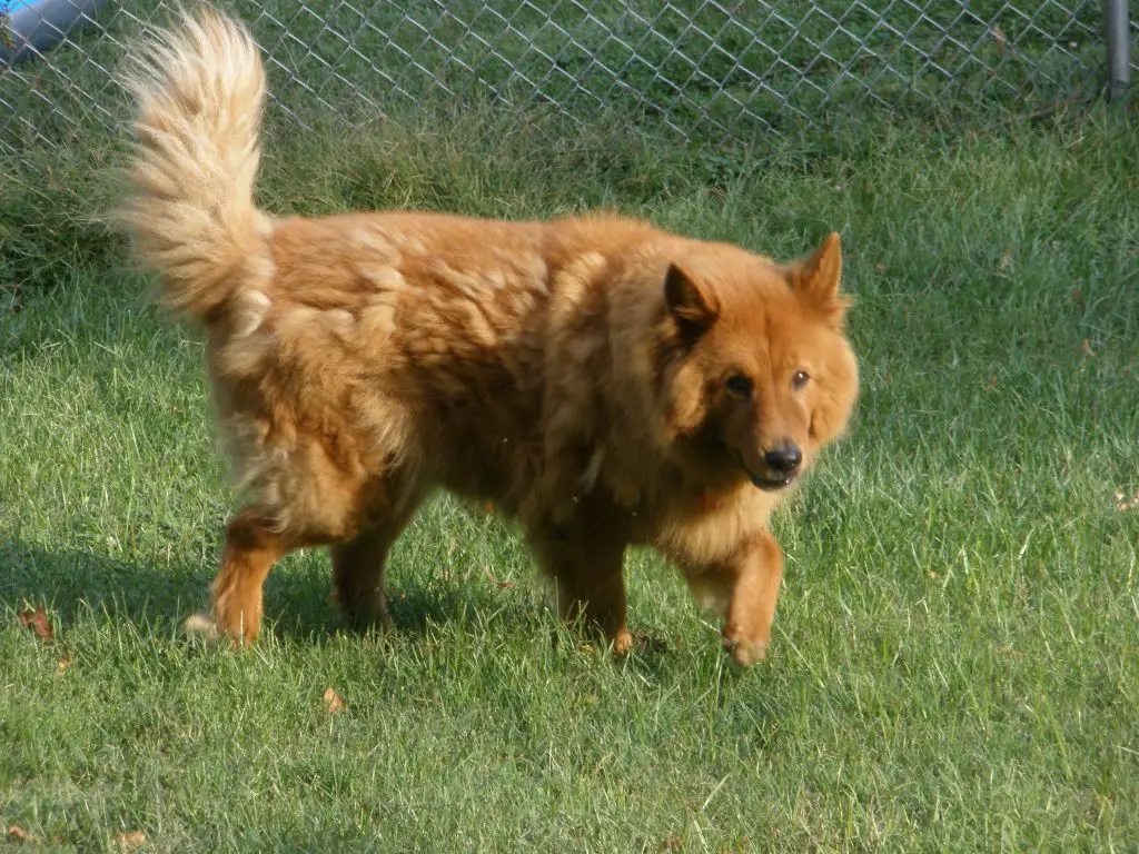 A Chow Chow Golden Retriever mix walking in the yard