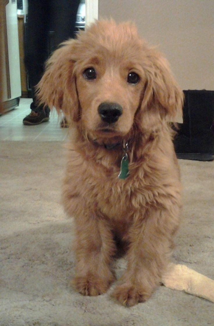 Golden cocker retriever puppy sitting on the carpet