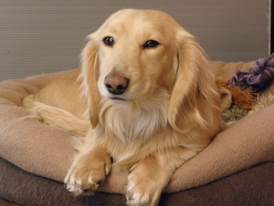 A Golden Weenie lying on its bed