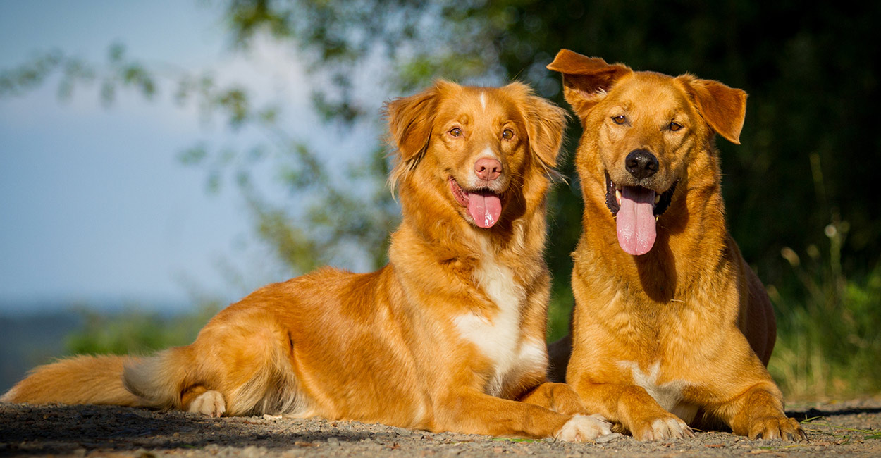 two German Shepherd Golden Retriever mix lying on the ground with their tongue out