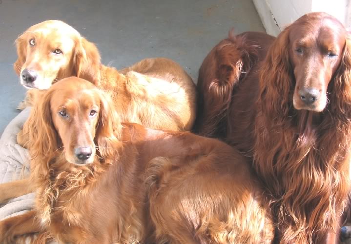 three Golden Irish lying on their bed on the floor with sunlight on their face and body