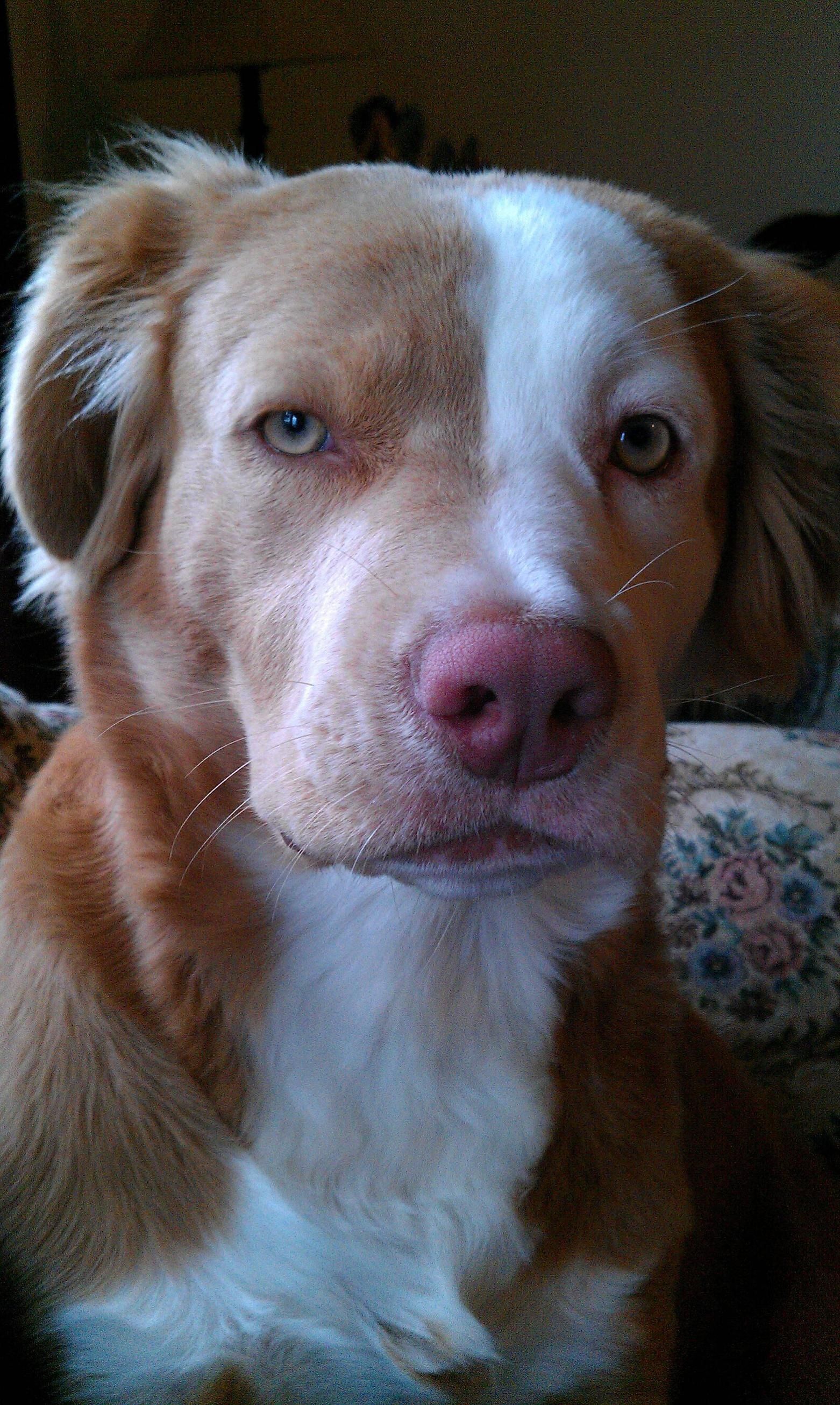 A Golden Retriever Pitbull Mix sitting on the couch