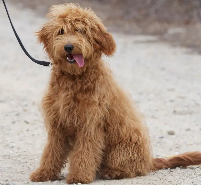 A Goldendoodle sitting on the ground while its tongue sticking out on the side of its mouth