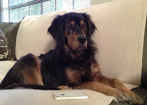 A Rottweiler Golden Retriever Mix lying on the couch