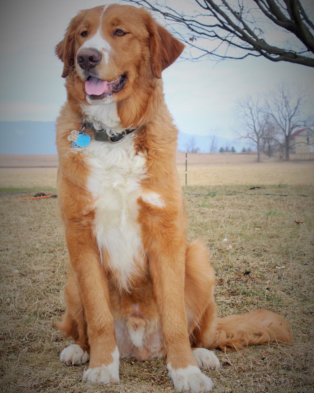 Golden Retriever & St Bernard mix sitting on the grass while smiling