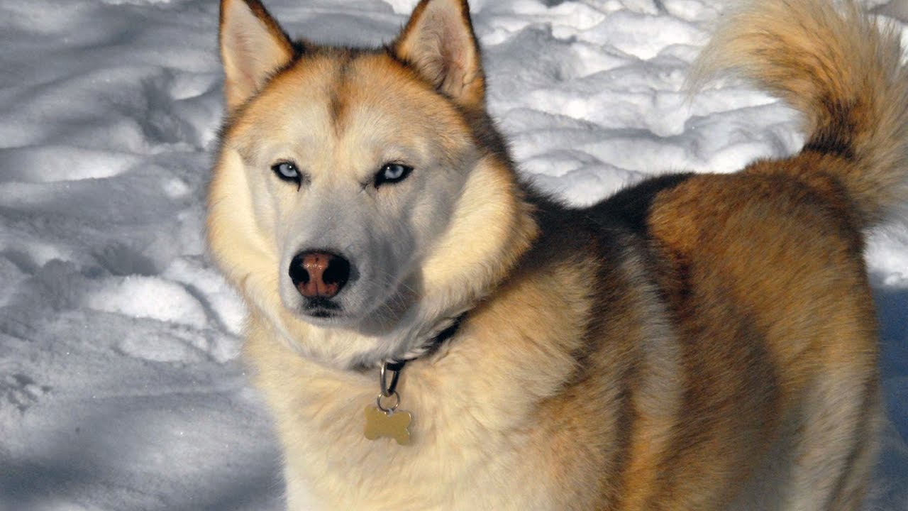 A Siberian Husky Golden Retriever Mix. standing in snow