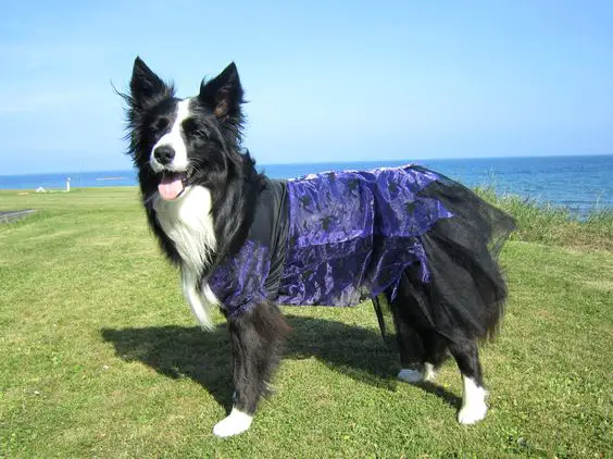 Border Collie in purple witch dress