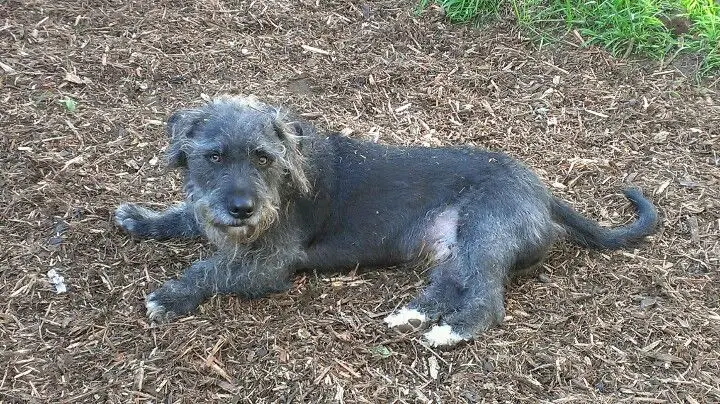 Irish Wolfhound Basset Hound mix lying down o nthe ground
