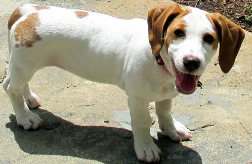 a happy Jack Russell Terrier Basset Hound mix dog standing on the concrete under the sun