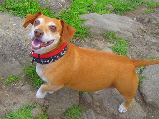 Jackshund or Jack Russell Terrier Dachshund mixed dog smiling while taking a walk at the park