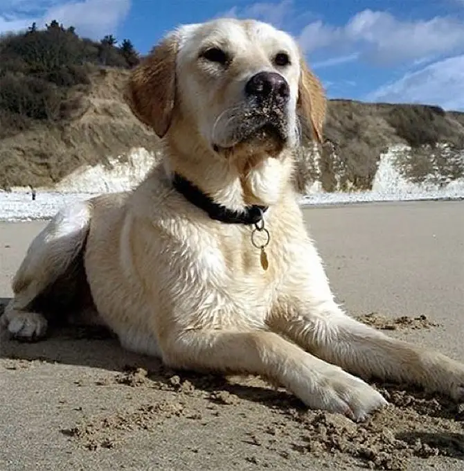 Goldador lying in the sand at the beach