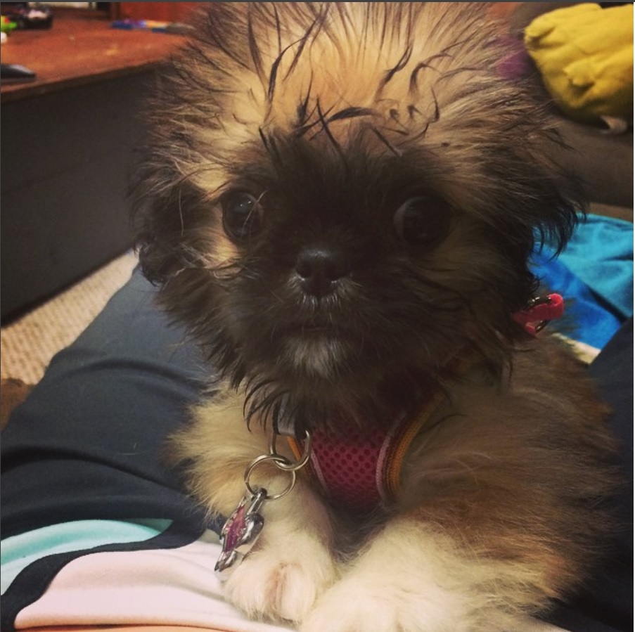 Shih-teze puppy lying on top of a man lying on the bed