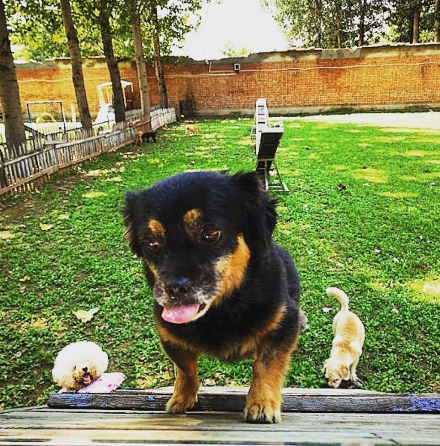 Pekingese Dachshund mix or Pekehund dog at the backyard
