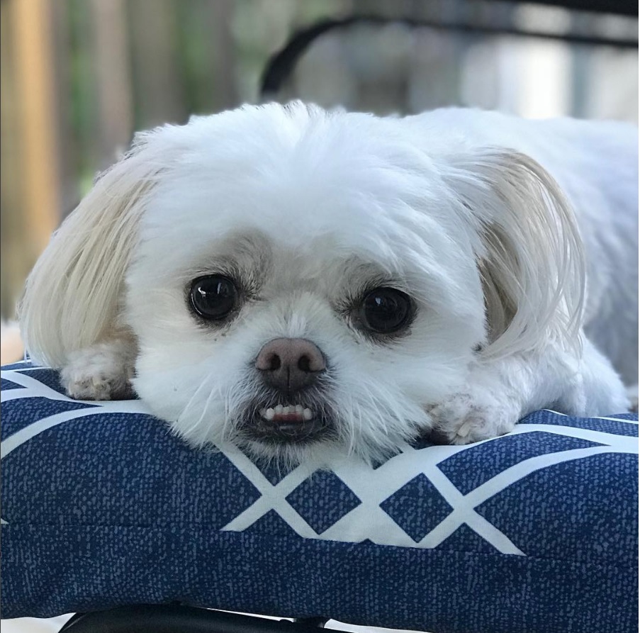 A Peke-A-Tese lying on its bed outdoors