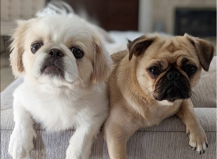 pekingese golden retriever mix