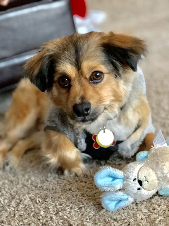 Pekachi lying down on the floor with its bunny stuffed toy