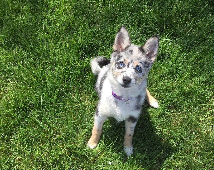 Pomsky sitting on the green grass