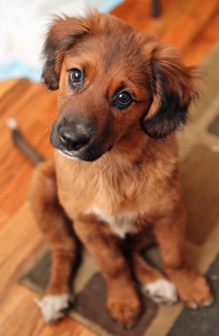 A Irish Setter Golden Retriever mix sitting on the floor while tilting its head