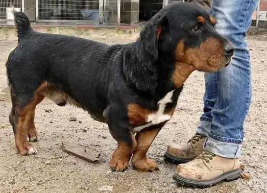 Rottweiler Basset Hound mix standing in front of a woman