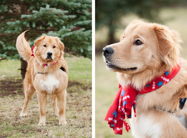 A Golden Retriever and Collie rough mix standing on the grass at the park